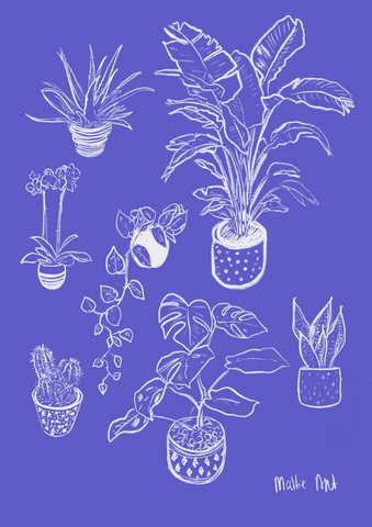 House Plants